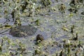 Coastal plain cooter Turtle Royalty Free Stock Photo