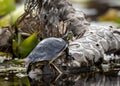 Coastal Plain Cooter Turtle on spatterdock stem Royalty Free Stock Photo