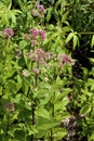 Coastal Plain Joe-Pye-Weed 839254