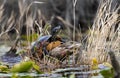 Florida Red-bellied Cooter Turtle in the Okefenokee Swamp Royalty Free Stock Photo