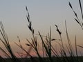 Coastal plains sunrise South texas Royalty Free Stock Photo