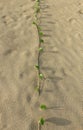 Coastal plant on the beach