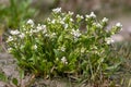 Common scurvygrass Cochlearia officinalis plant in flower