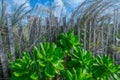 Coastal Plants