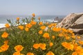 Coastal poppies Royalty Free Stock Photo