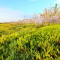 Coastal Prairie Landscape Everglades