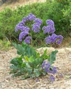 Coastal Statice Perezii flower growing in dry landscape Royalty Free Stock Photo