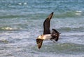 Coastal Pursuers: Parasitic Jaeger Birds Flying Over the Beach Royalty Free Stock Photo