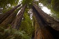 Coastal Redwood Forest Royalty Free Stock Photo