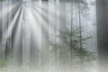 Coastal Redwood Forest in Fog with Sunbeams Royalty Free Stock Photo