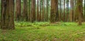 Coastal Redwood Forest