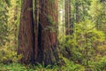 Coastal Redwood Forest Royalty Free Stock Photo