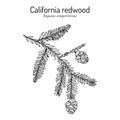 Coastal redwood Sequoia sempervirens , state tree of Californi Royalty Free Stock Photo
