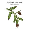 Coastal redwood Sequoia sempervirens , state tree of California Royalty Free Stock Photo