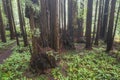 Coastal Redwoods Thrive in Northern California