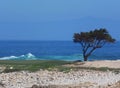 California Rocky Shore with a Lone Tree - Road Trip Down Highway No. 1