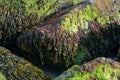 Coastal rocks covered with bladderwrack and Blidingia minima green seaweed Royalty Free Stock Photo