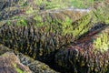 Coastal rocks covered with bladderwrack and Blidingia minima green seaweed Royalty Free Stock Photo