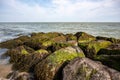 Coastal rocks covered with bladderwrack and Blidingia minima green seaweed Royalty Free Stock Photo