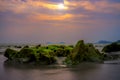Coastal Rocks and Seaweed, Captivating Oceanic Landscape with Vibrant Marine Life, Serene Beauty of Underwater Flora, Natural
