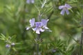 Coastal rosemary