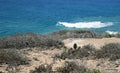 Coastal Sage Community in the Dana Point Headlands Conservation area.. Royalty Free Stock Photo