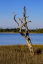 A tree on the edge of a Coastal Saltwater Tidal Marsh