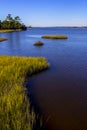 Saltwater Tidal Marsh in the Croatan National Forest, North Carolina