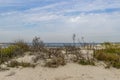 Coastal sand dunes with wild plants with the sea in the background. Rhine-Meuse-Scheldt Delta Royalty Free Stock Photo