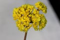 Eriogonum umbellatum, sulphurflower buckwheat