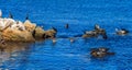 Coastal scenery including some common seals and cormorants resting on the rocks by the Monterey Peninsula on the Pacific Coast