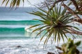 Coastal Screw Pine Coolangatta Queensland Pandanus Pedunculatus