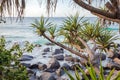 Coastal Screw Pine Pandanus Pedunculatus Coolangatta Queensland Australia Royalty Free Stock Photo