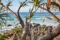 Coastal Screw Pine Pandanus Pedunculatus Coolangatta Queensland Australia