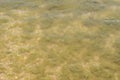 Coastal sea waves. Seawater with seaweed. Coastal algae. Sea beach. Royalty Free Stock Photo