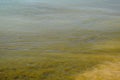 Coastal sea waves. Seawater with seaweed. Coastal algae. Sea beach. Royalty Free Stock Photo