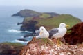 Seagulls on Ponta de Sao Lourenco peninsula, Madeira island, Portugal