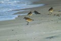 Coastal Serenity: Graceful Grey Plover Amidst Beach Birds