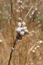 Coastal snails (Theba pisana) on stem