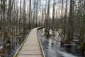 Coastal stand of forest flooded in spring, trail in flooded deciduous forest with wooden footbridge, Slokas lake walking trail, Royalty Free Stock Photo