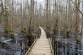 Coastal stand of forest flooded in spring, trail in flooded deciduous forest with wooden footbridge, Slokas lake walking trail, Royalty Free Stock Photo