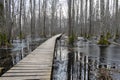 Coastal stand of forest flooded in spring, trail in flooded deciduous forest with wooden footbridge, Slokas lake walking trail, Royalty Free Stock Photo