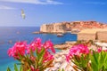 Coastal summer landscape - view of the blooming oleander and the Old Town of Dubrovnik Royalty Free Stock Photo