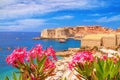 Coastal summer landscape - view of the blooming oleander and the Old Town of Dubrovnik Royalty Free Stock Photo
