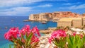 Coastal summer landscape - view of the blooming oleander and the Old Town of Dubrovnik Royalty Free Stock Photo