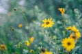 Coastal Sunflowers at Dusk Royalty Free Stock Photo