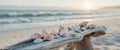Coastal Sunrise with Driftwood Bench and Seashells on Beach Royalty Free Stock Photo