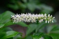 Coastal sweetpepperbush Clethra alnifolia Anne Bidwell, raceme with white flowers