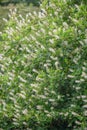 Coastal sweetpepperbush Clethra alnifolia, flowering shrub