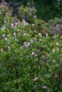 Coastal sweetpepperbush Clethra alnifolia Pink spire pink flowering shrub
